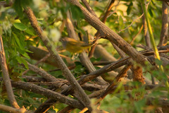 Geothlypis tolmiei
