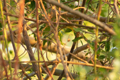Geothlypis tolmiei