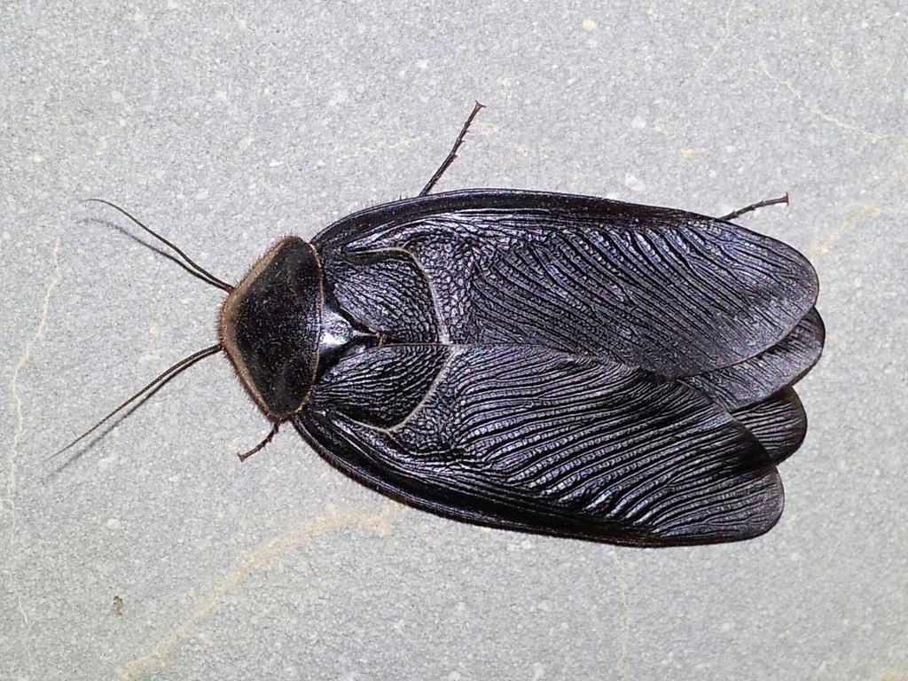 Egyptian cockroach
