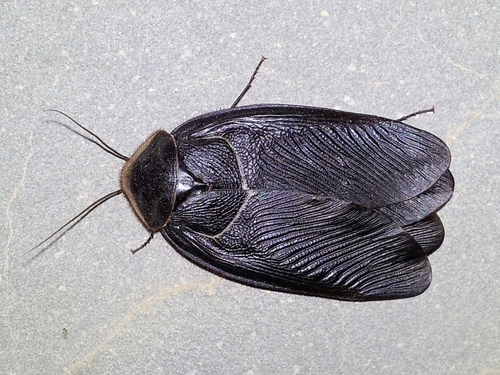 Egyptian Cockroach