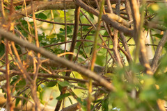 Geothlypis tolmiei