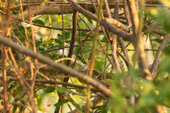 Geothlypis tolmiei