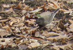 Junco hyemalis