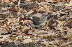 Junco hyemalis