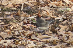 Junco hyemalis