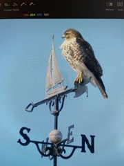 Buteo jamaicensis