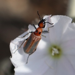 Lydomorphus brittoni