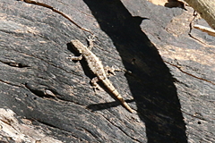 Lygodactylus