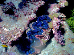 Tridacna noae