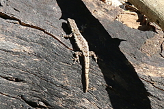 Lygodactylus