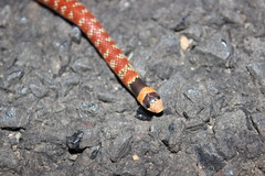 Brachyurophis australis