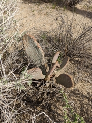 Opuntia basilaris