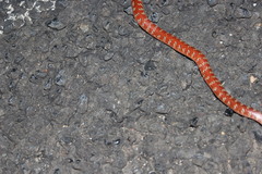 Brachyurophis australis