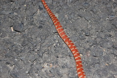 Brachyurophis australis