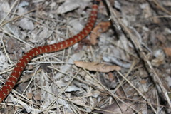 Brachyurophis australis