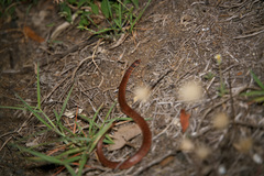 Brachyurophis australis