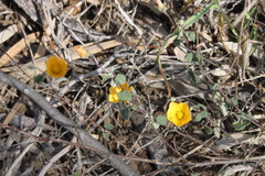 Abutilon malvifolium