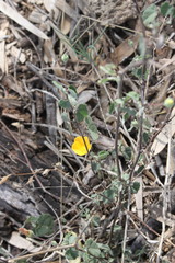 Abutilon malvifolium