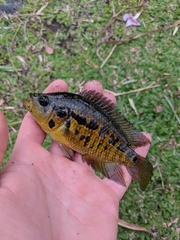 Parachromis