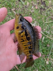 Parachromis