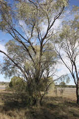 Acacia omalophylla