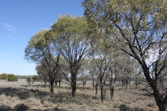 Acacia omalophylla