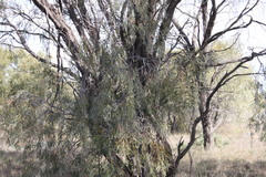 Acacia pendula