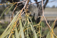 Acacia pendula