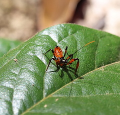 Austrovelinus varius