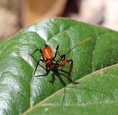 Austrovelinus varius