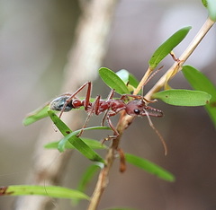 Myrmecia comata