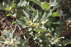 Atriplex muelleri