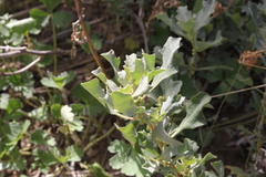 Atriplex muelleri