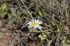 Brachyscome curvicarpa