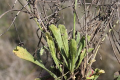 Brachyscome curvicarpa