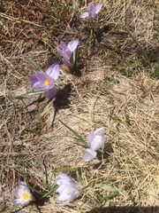 Crocus carpetanus