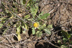 Brachyscome curvicarpa