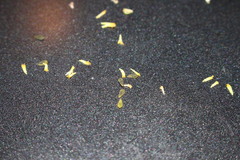 Brachyscome curvicarpa