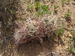 Sclerocactus polyancistrus