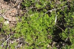 Daucus glochidiatus