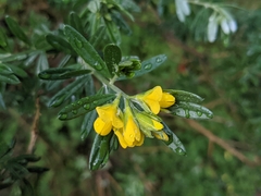 Genista linifolia