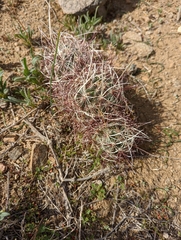 Sclerocactus polyancistrus