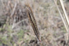 Dichanthium sericeum sericeum