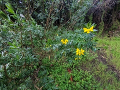 Genista linifolia