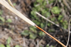 Dichanthium sericeum sericeum