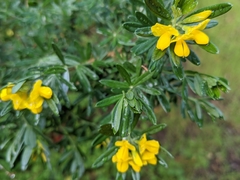 Genista linifolia