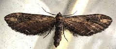 Eupithecia subapicata