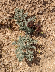Lomatium mohavense