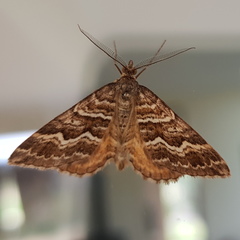 Chrysolarentia heliacaria