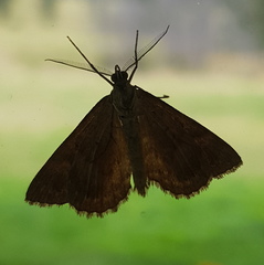 Chrysolarentia heliacaria